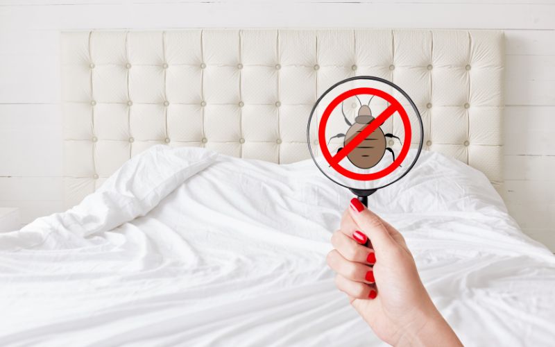 Can A Hair Dryer Kill Bed Bugs?