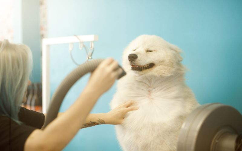 Do Dryer Balls Help With Pet Hair?