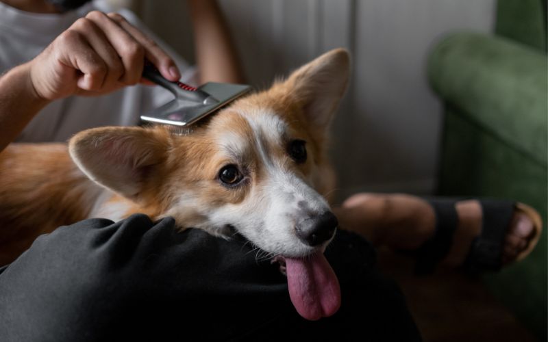 How To Clean Washer And Dryer From Dog Hair?