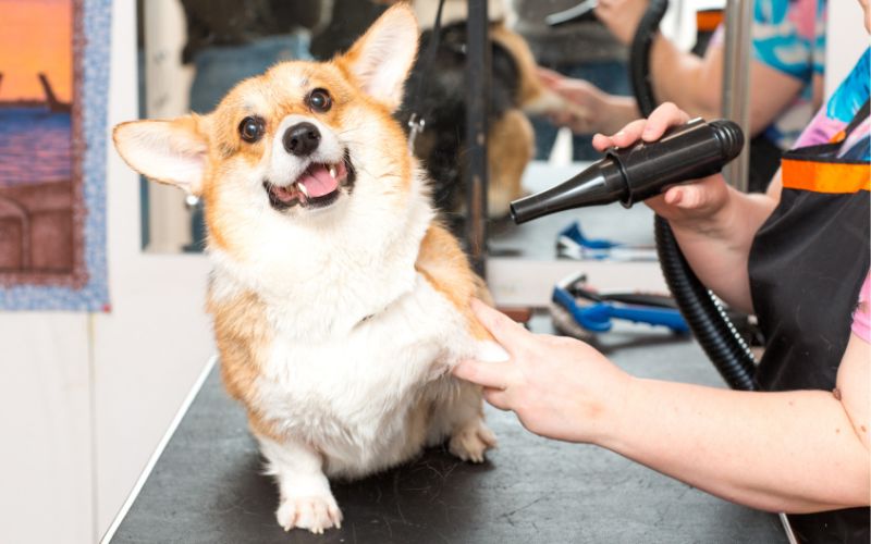 How To Dry A Dog Without A Hair Dryer?