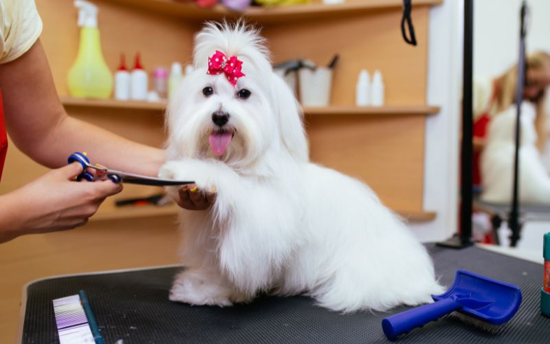 how-to-get-dog-hair-off-clothes-in-dryer-updated-october-2023